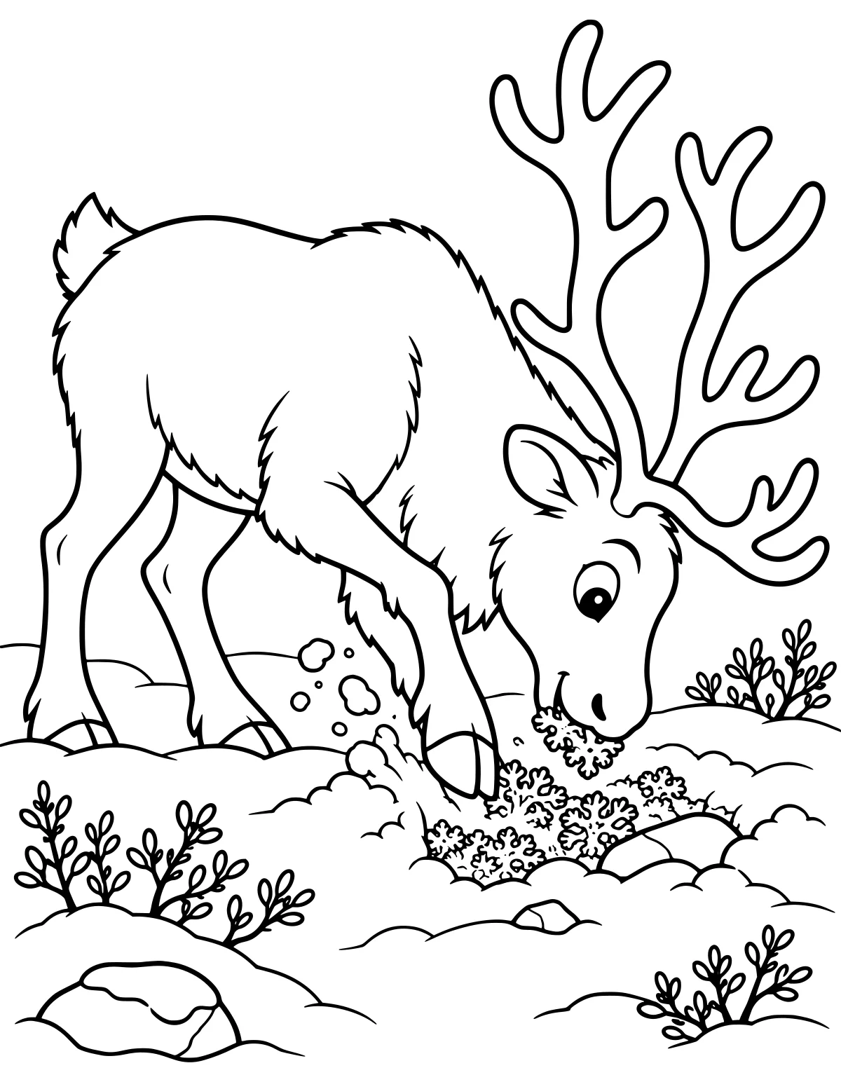 Reindeer with branching antlers lowering its head to eat clustered lichen among rocks, rounded ground mounds, and low leafy shrubs.