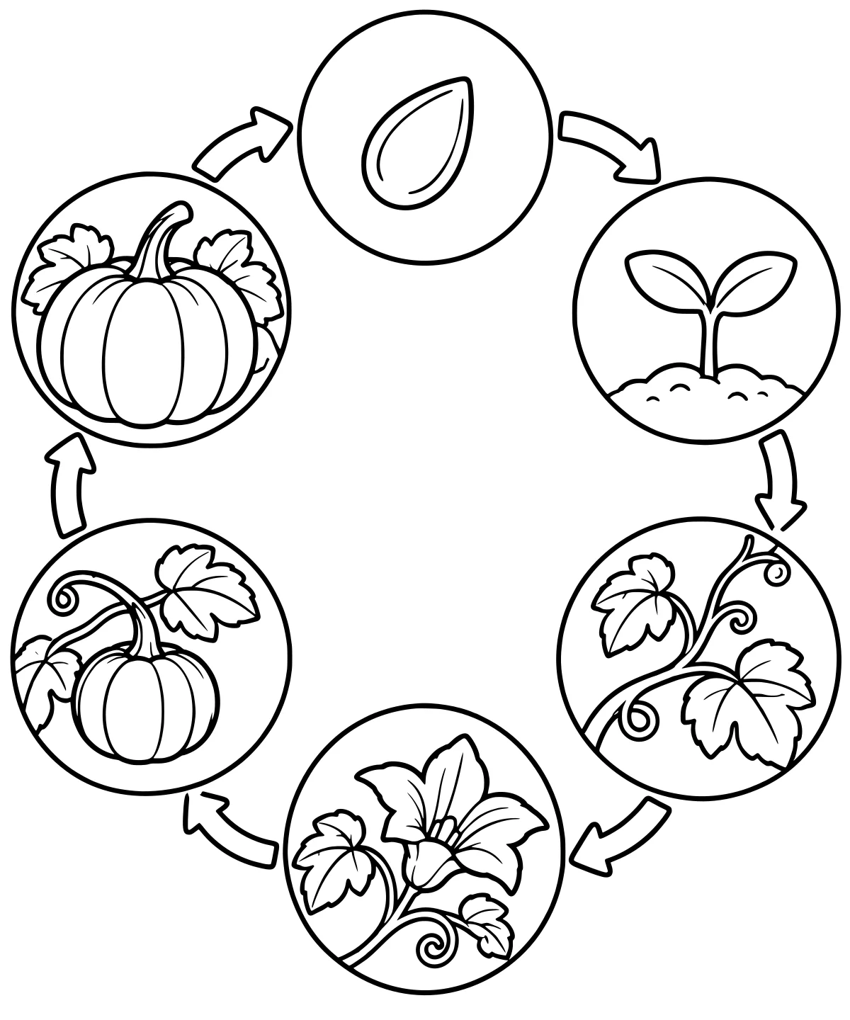 Black-and-white line art of a pumpkin life cycle with a seed, sprout in soil, leafy vine, blossom, developing pumpkin, and mature pumpkin linked by arrows.