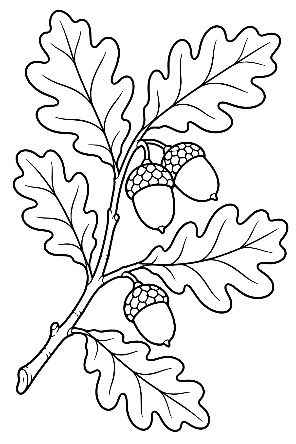 Black-and-white line art of an oak branch with lobed leaves, hanging acorns, visible leaf veins, textured caps, and bark markings.