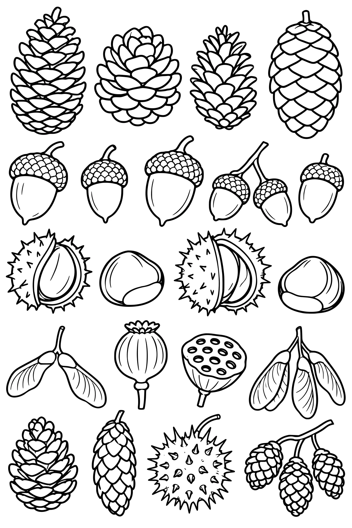 Assortment of pinecones, acorns, chestnuts, spiky husks, winged seeds, and seed pods arranged in rows.
