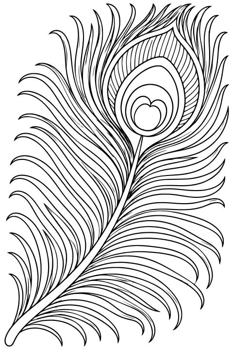 Close-up line art of a curved peacock feather with flowing barbs, a central shaft, and a layered eye marking near the tip.