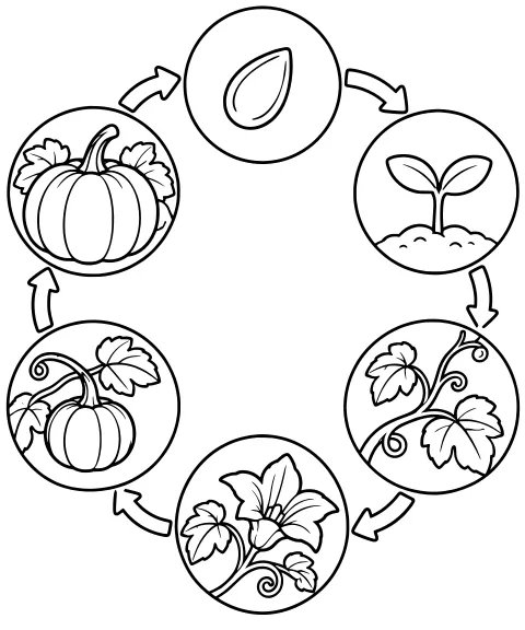 Black-and-white line art of a pumpkin life cycle with a seed, sprout in soil, leafy vine, blossom, developing pumpkin, and mature pumpkin linked by arrows.