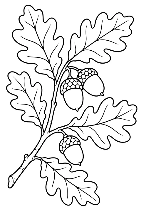 Black-and-white line art of an oak branch with lobed leaves, hanging acorns, visible leaf veins, textured caps, and bark markings.